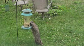 Racoon eats from bird feeder