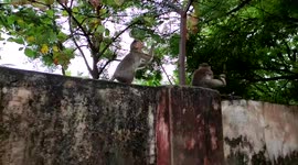animal monkey beautiful slow motion jumping wall to tree outdoor 4k footage