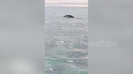Giant crocodile swims alongside boat carrying family of tourists heading to beach resort
