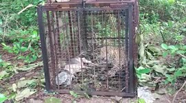 Leopard roaming around near residential area relocated by officials in India