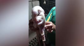 Piglet born with a trunk baffles villagers in the Philippines