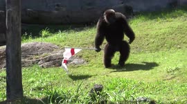 Chimpanzee predicts England will BEAT the Germans in Euro 2020 last 16