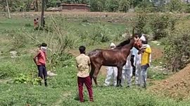 Horse given painless death after testing positive for contagious Glanders disease in central India