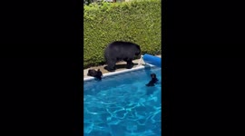 Mama Bear And Cubs Take A Dip In Pool In Coquitlam Amid Heatwave In British Columbia