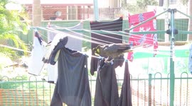 Naughty birds remove shirts hanging on a clothesline