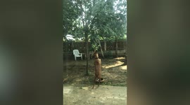 Smart pet dog picks mango fruit hanging from tree