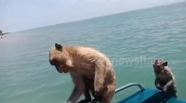 Monkeying around! Pack of primates invade boat