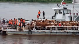 Stranded cattle herd transported back to safety via boat in northern China