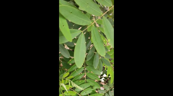 Cute and beautiful baby bird in nest