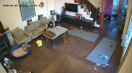 Pet dogs stop fighting right after owner gets angry at them all caught on camera