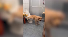 This golden retriever uses a toilet to RELIEVE HERSELF when her owners aren’t around to take her on a walk!