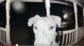 Missing pet dog returns home in the middle of the night and presses family's doorbell in South Carolina