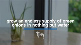 How to regrow green onions with just water!