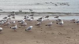 Seagulls enjoy Margate beach during a warm British summer day
