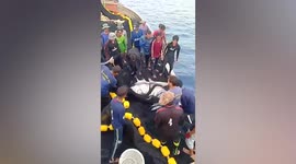 Fishermen release 2 stingrays caught in net