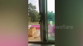 Curious puppy climbs up door mesh like spider