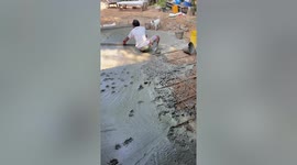 Naughty French Bulldog walks all over wet concrete in Thailand