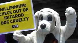 PETA held a protest against long distance dogsled racing supporter