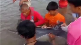 Heroic locals save five beached dolphins after storm in Thailand