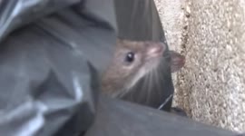 Rats colony footage - rodent infestation on the rise during the pandemic in London