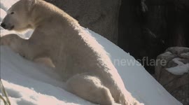 San Diego Polar Bears Enjoy 18 Tons of Shaved Ice