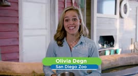 Ever Wonder How a Stingray Eats? The Video Shows Us in Detail!