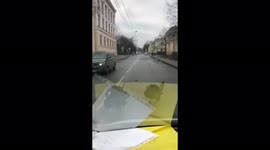 Turkeys cross the road right in the center of St. Petersburg