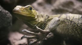 US zoo reviving population of lizard so elusive it was thought to be extinct