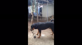 Rottweiler se molesta con su correa y comienza a corretear