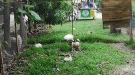 Rabbit lands flying KO kick on dog