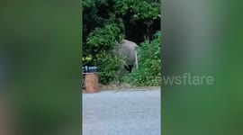 Wild elephant sneaks inside garden and tries to hide behind tree