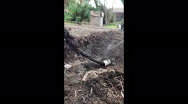 Aussie plumber pulls out huge section of roots blocking a drain