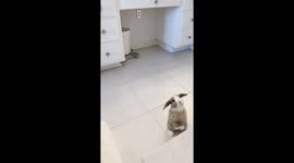 'Cute Bunny Acts Like a Dolphin | Videos That Make You Go Aww'