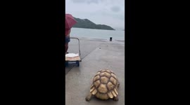 Video number 3 Giant turtle