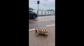 Video number 4 The Giant turtle