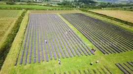 Cornish lavender field becomes the first to fully bloom in the UK