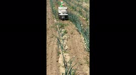 The robot weeds the beds with onions in Ontario, Canada