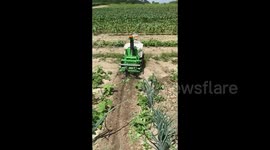 Naio Oz robot weeding an onion field in Ontario, Canada