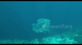 Jellyfish, indonesia, diving, raja ampat, underwater