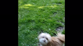 Teddy the cute dog runs up a ramp while playing aim, fire