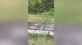 Wild monkeys chase after student in Malaysia who scared their baby