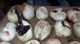 Indian conservationists put in Herculean effort to incubate 27 python eggs