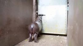 Caring baby hippo opens door to let her mother out to eat