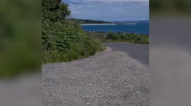 An ADORABLE family of MINKS are caught scurrying across a country road