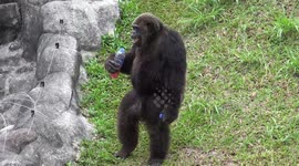 Psychic chimp predicts England will beat Ukraine in Euro 2020 quarter-final