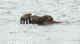Sea otters helping to balance underwater ecosystems in California by eating sea urchins