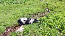 Puppy uses a cold mountain rill to cool under the scorching sun