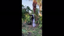 Gorilla at Disney’s Animal Kingdom wears shget like a cape and swings from tree