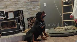 Tough Rottweiler Bruin, not sure what to do with purple balloon