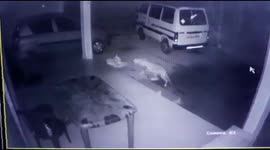 Watch - Pet Dog Lucky escape from leopard's Jaw Clutches in Mangaluru